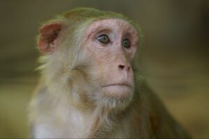 Things You Didn’t Know About: Rhesus Macaques