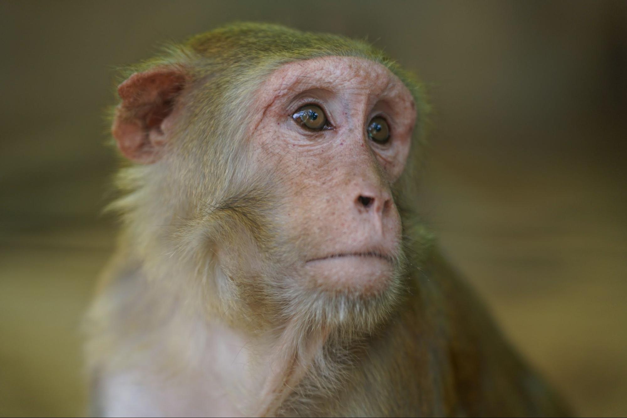 Things You Didn’t Know About: Rhesus Macaques