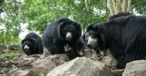 Piggybacking For Survival: How & Why Sloth Bears Carry Their Cubs