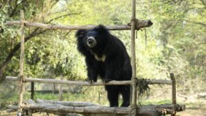 Bear Diary: Bobby, The Inquisitive Explorer Of ABRF