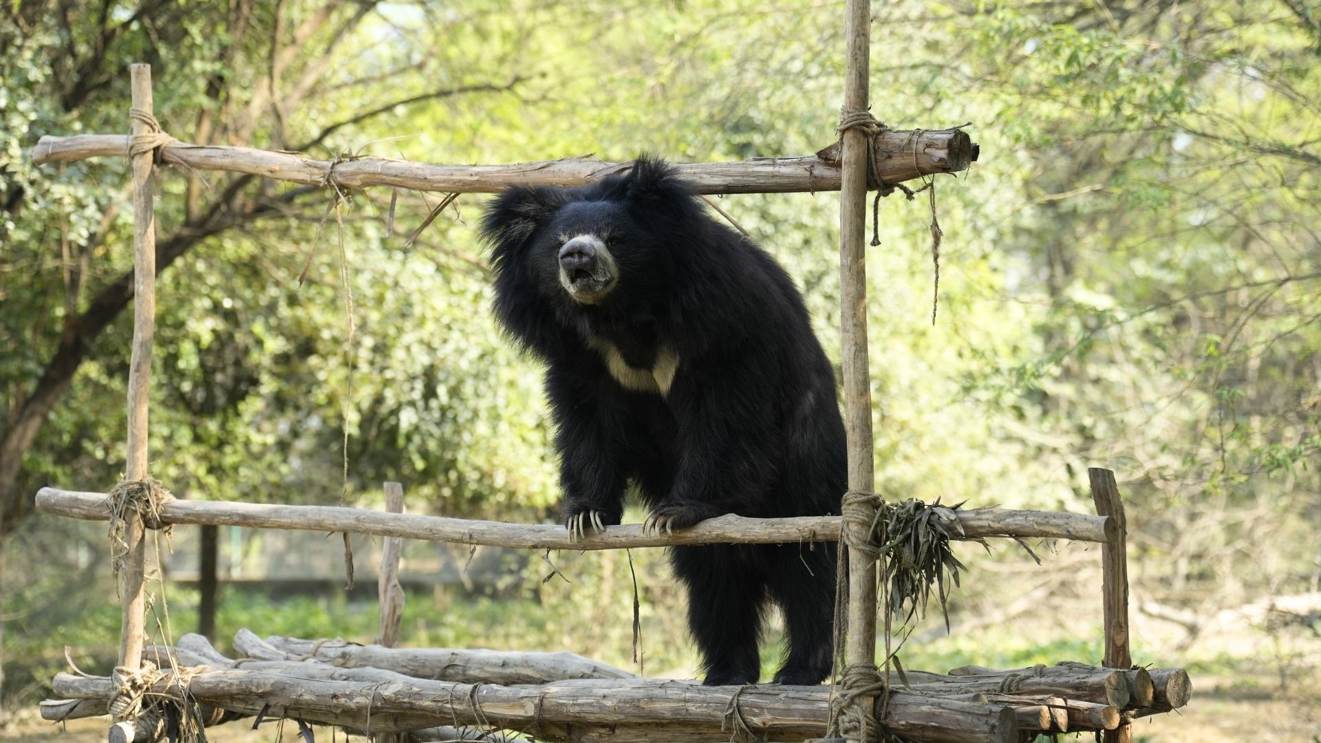 Bear Diary: Bobby, The Inquisitive Explorer Of ABRF