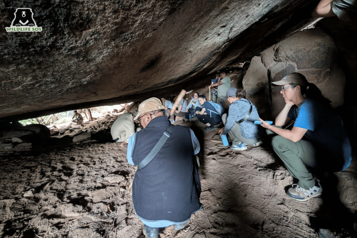 The Bear SAFE team explored Ramdurga, walking the same paths as the sloth bears do and observing signs of their presence through indirect evidence such as scat and claw marks. 