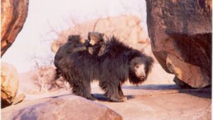 Piggybacking For Survival: How & Why Sloth Bears Carry Their Cubs