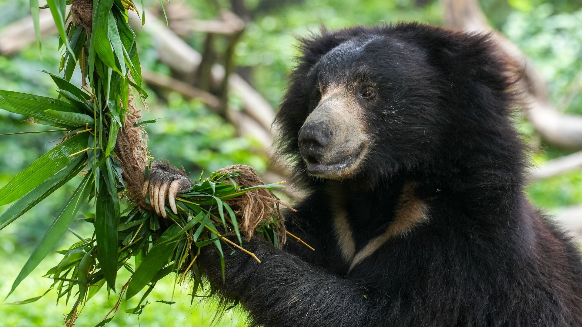 The Healing Journey Of Sloth Bears Rescued From Distress
