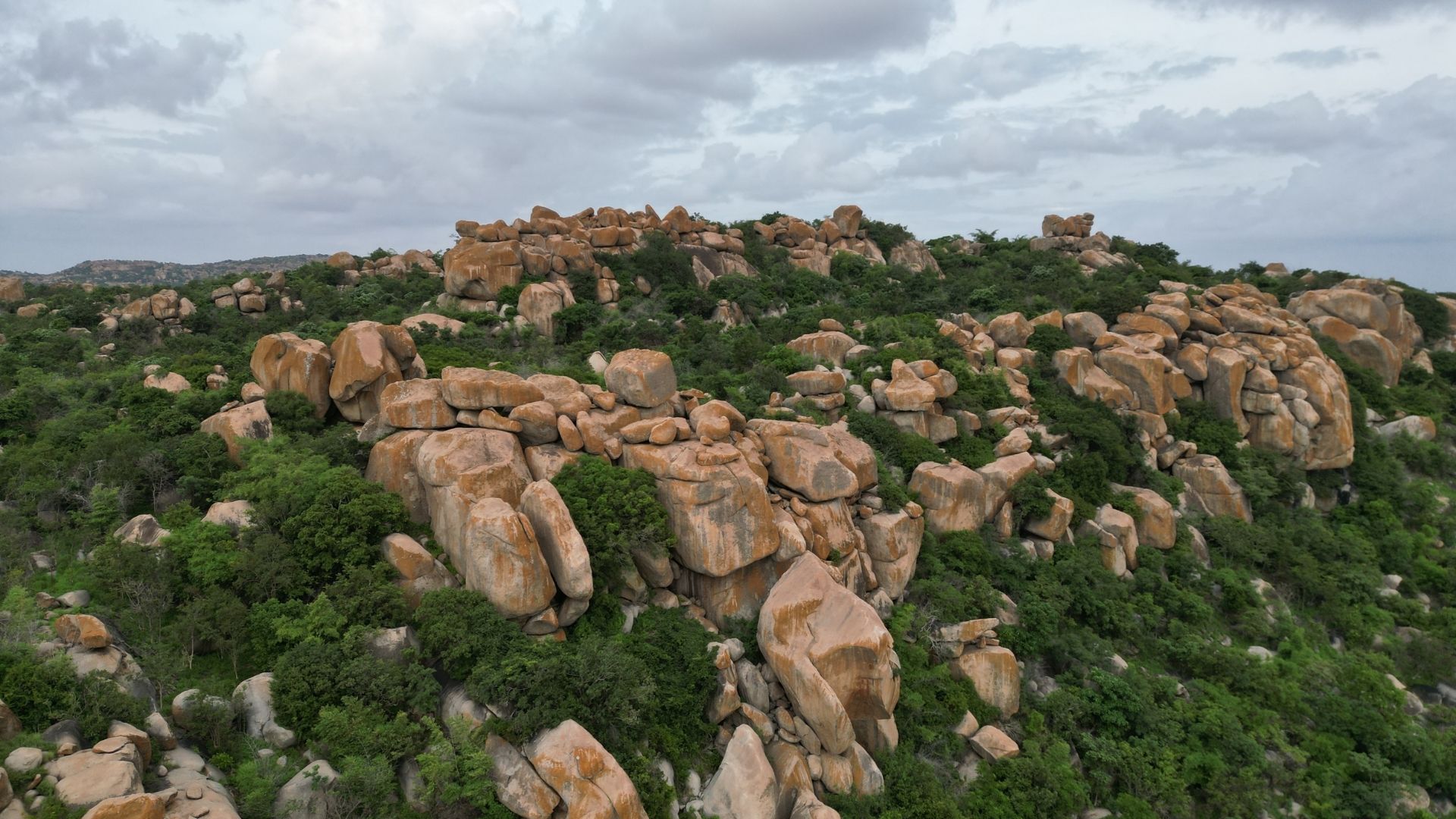 The Hidden Dens Of Karnataka’s Sloth Bears