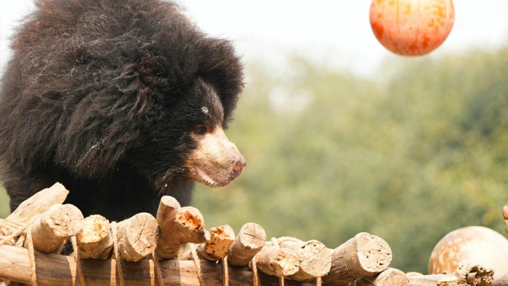 260110_ABRF_MRADUL_BEAR_LISSY_ENRICHMENT (355)