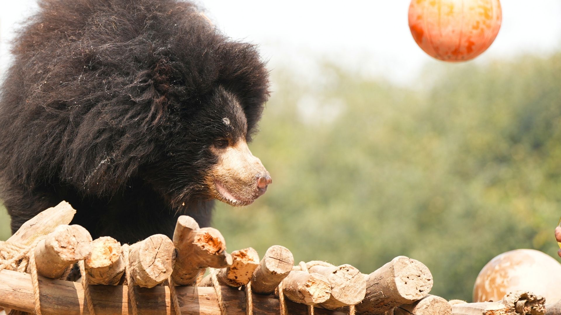 The Battle Continues: Providing Safe Shelter To Lissy