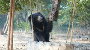 Bear Diary: The Story Of Spectacular Suri