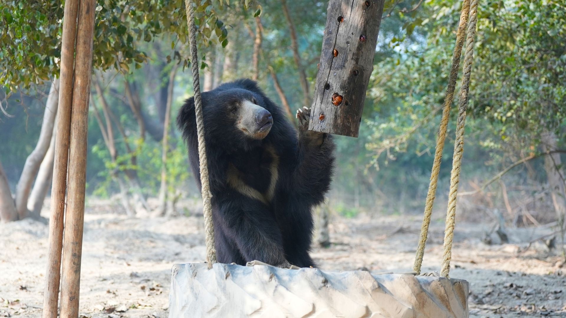 Bear Diary: The Story Of Spectacular Suri