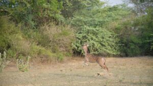 Looking Back At Rescues From 2025!