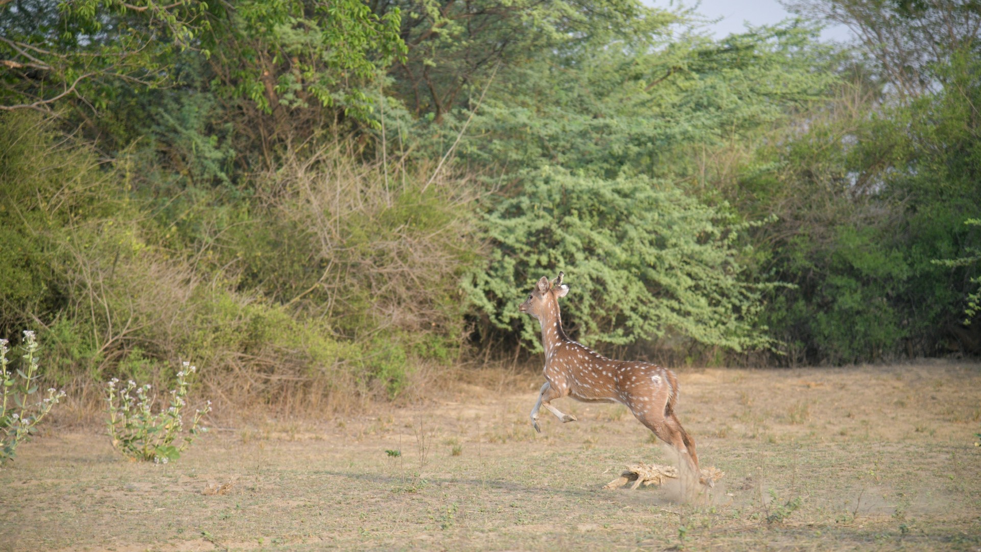 Looking Back At Rescues From 2025!