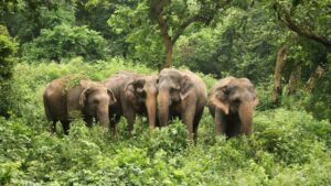 Threatened: Understanding The IUCN Urgency Behind The Word