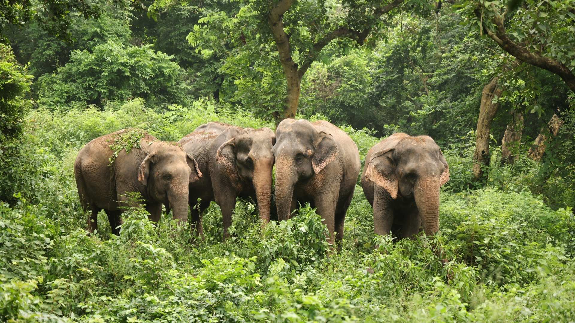 Threatened: Understanding The IUCN Urgency Behind The Word