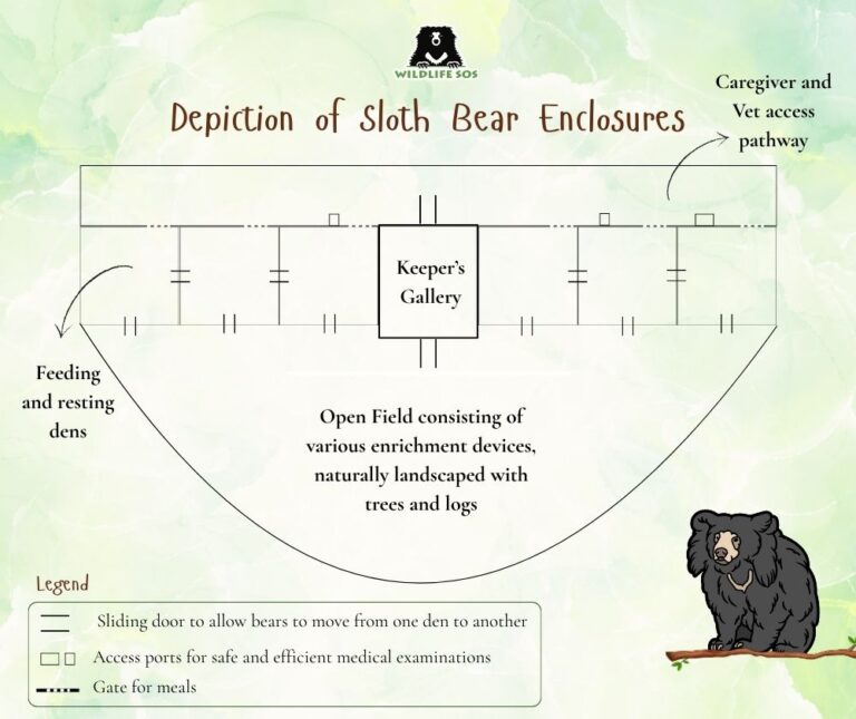 Rewilding Sloth Bears: Transforming Bear Enclosures & Welfare ...
