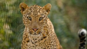 Spotlight On Natalie, The Spirited “Titli” Of MLRC