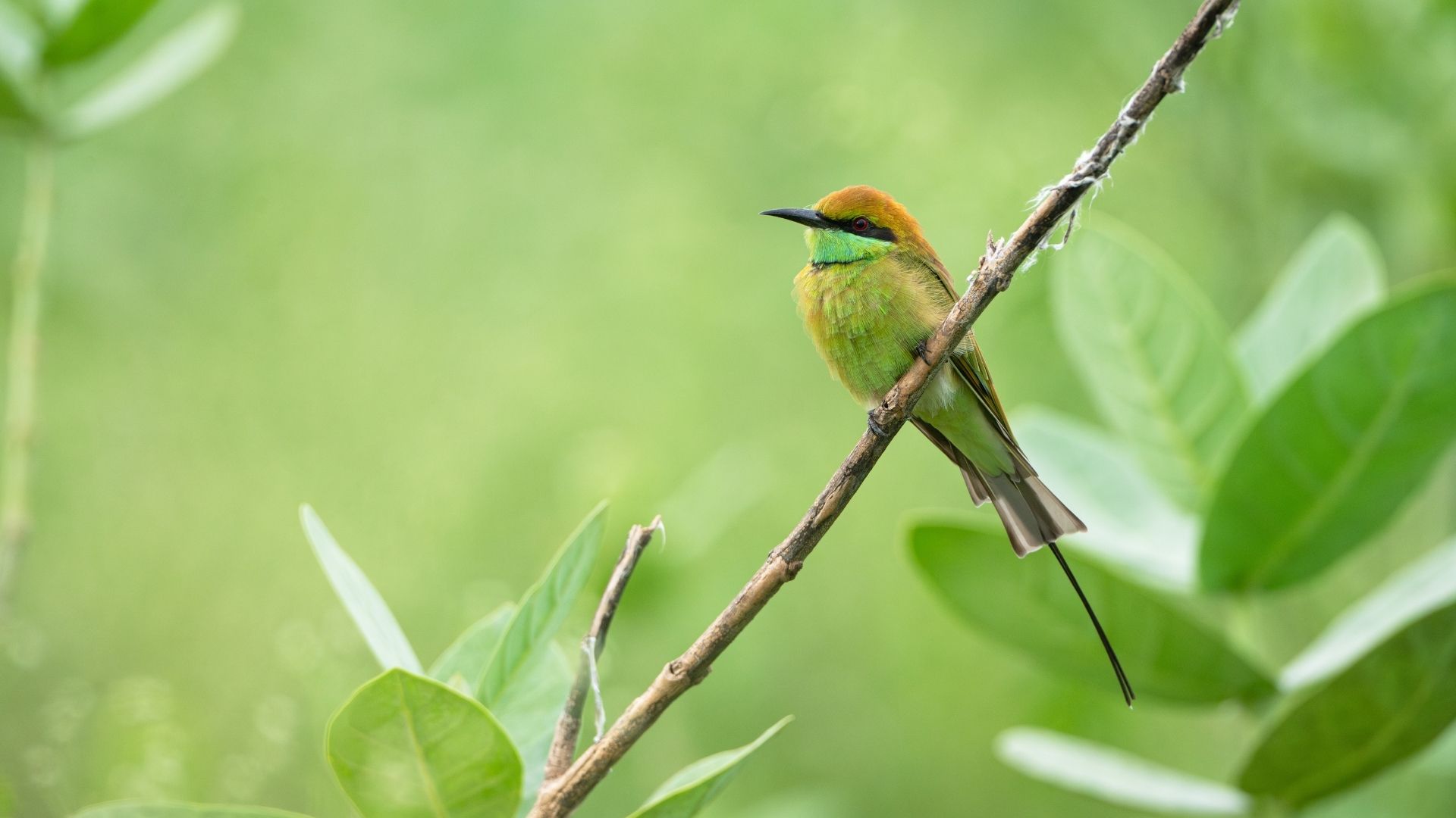 Things You Didn’t Know About: Bee-eaters