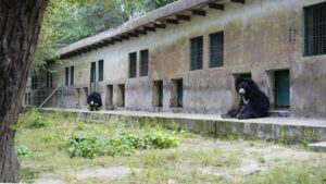 Rewilding Sloth Bears: Transforming Bear Enclosures & Welfare