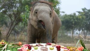 Bubbly Bani Celebrates Two Years At Wildlife SOS!