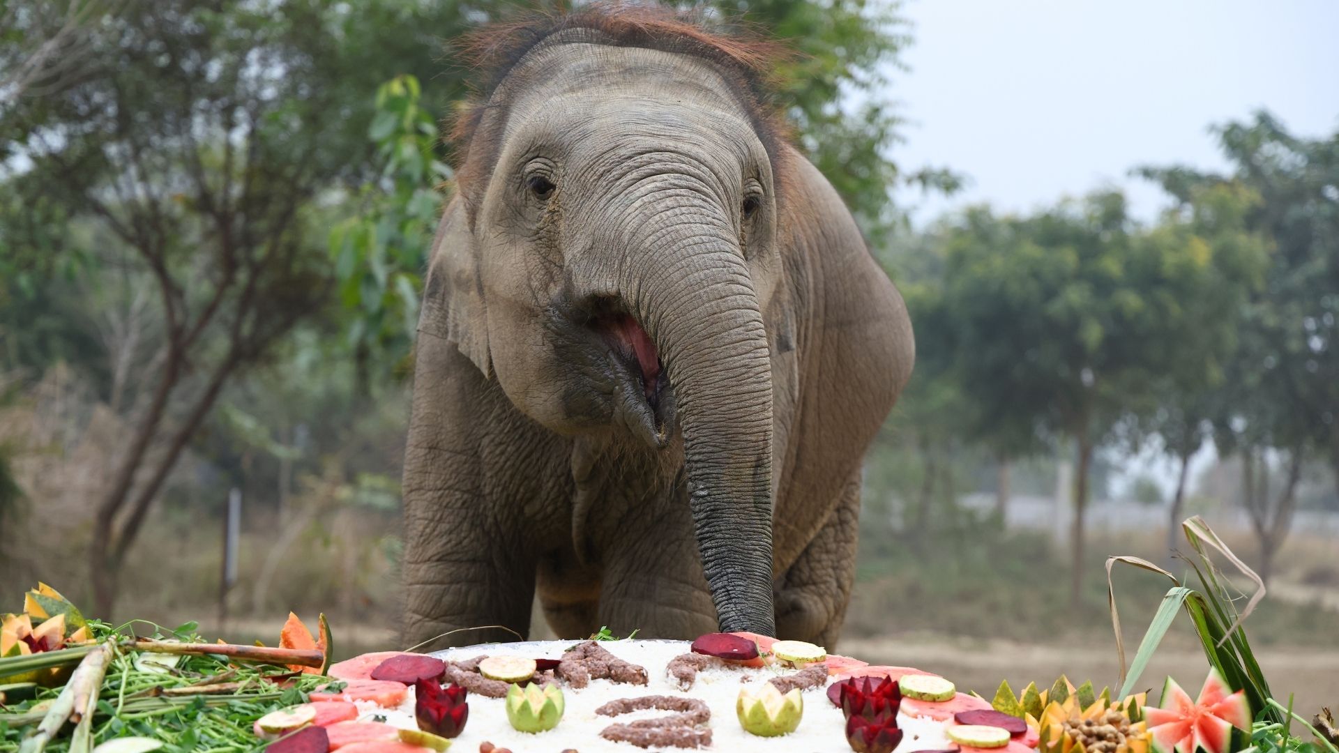 Bubbly Bani Celebrates Two Years At Wildlife SOS!