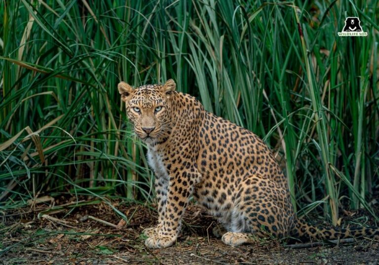 Leopards In Environment Between Forest and Field: The Modern Life of the Indian Leopard ...