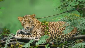 Between Forest and Field: The Modern Life of the Indian Leopard