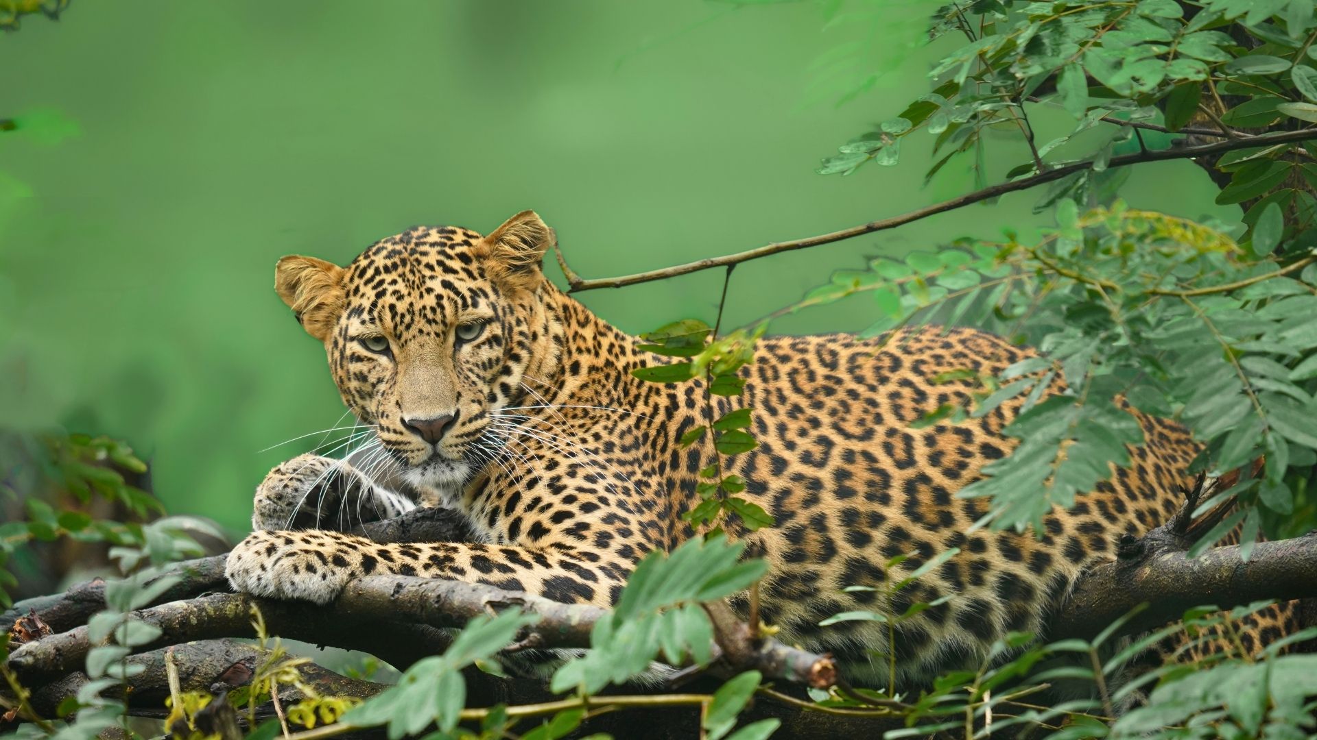 Between Forest and Field: The Modern Life of the Indian Leopard