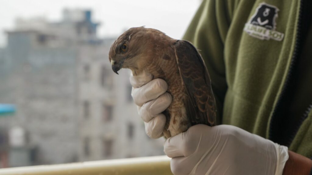 Black kite rescue