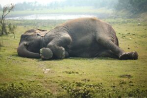 The Secret Sleep Life of Asian Elephants