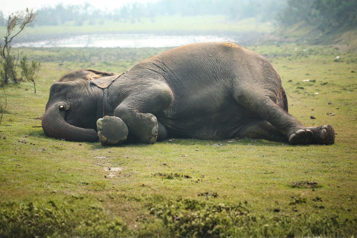The Secret Sleep Life of Asian Elephants