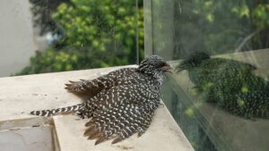 The Hidden Strain: Rescue Stress Management For Wildlife