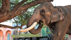 Welcoming Veer: A Tusker’s Second Chance