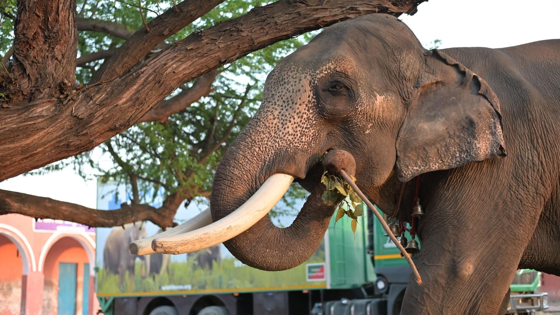Welcoming Veer: A Tusker’s Second Chance