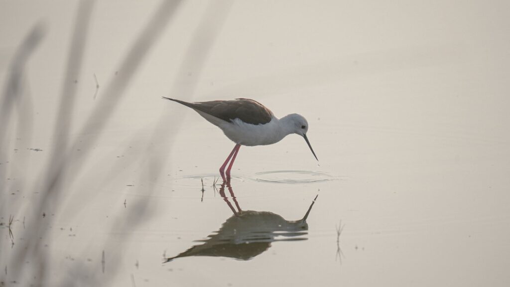 Suryonday Singh Mann_Black Winged Stilt