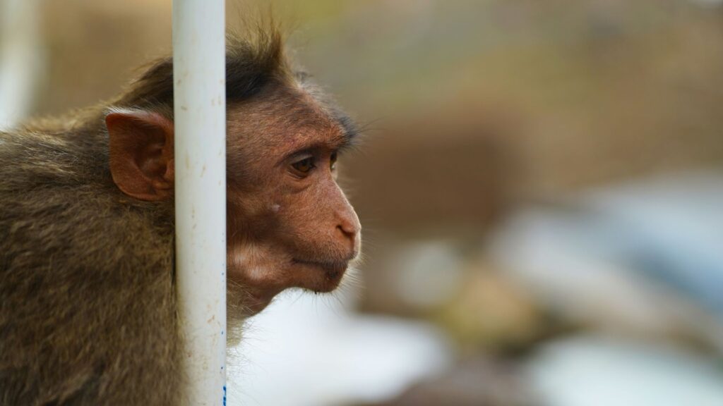 Rhesus Macaque_Akash Dolas