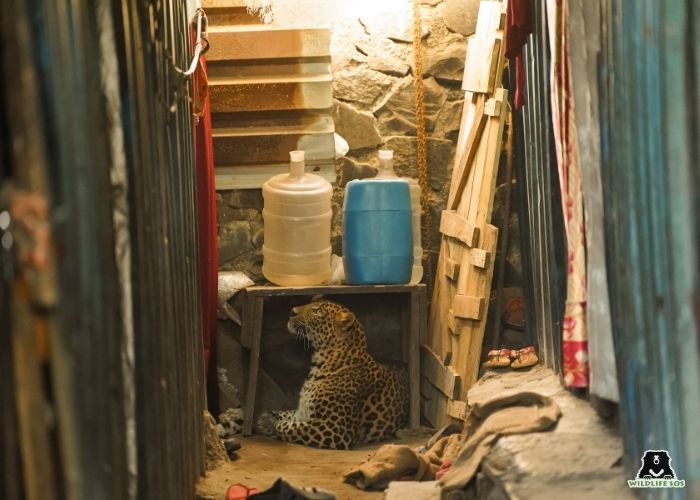 221220_MLRC_Akash_leopard_rescue_chakan_male_urban area_SOS08385 (1).jpg