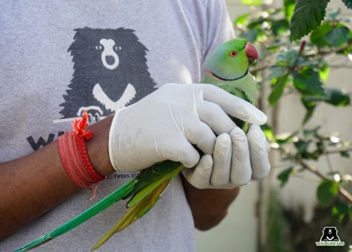 240323_Delhi_Kunal malhotra_Bird_Rose-ringParakeet11