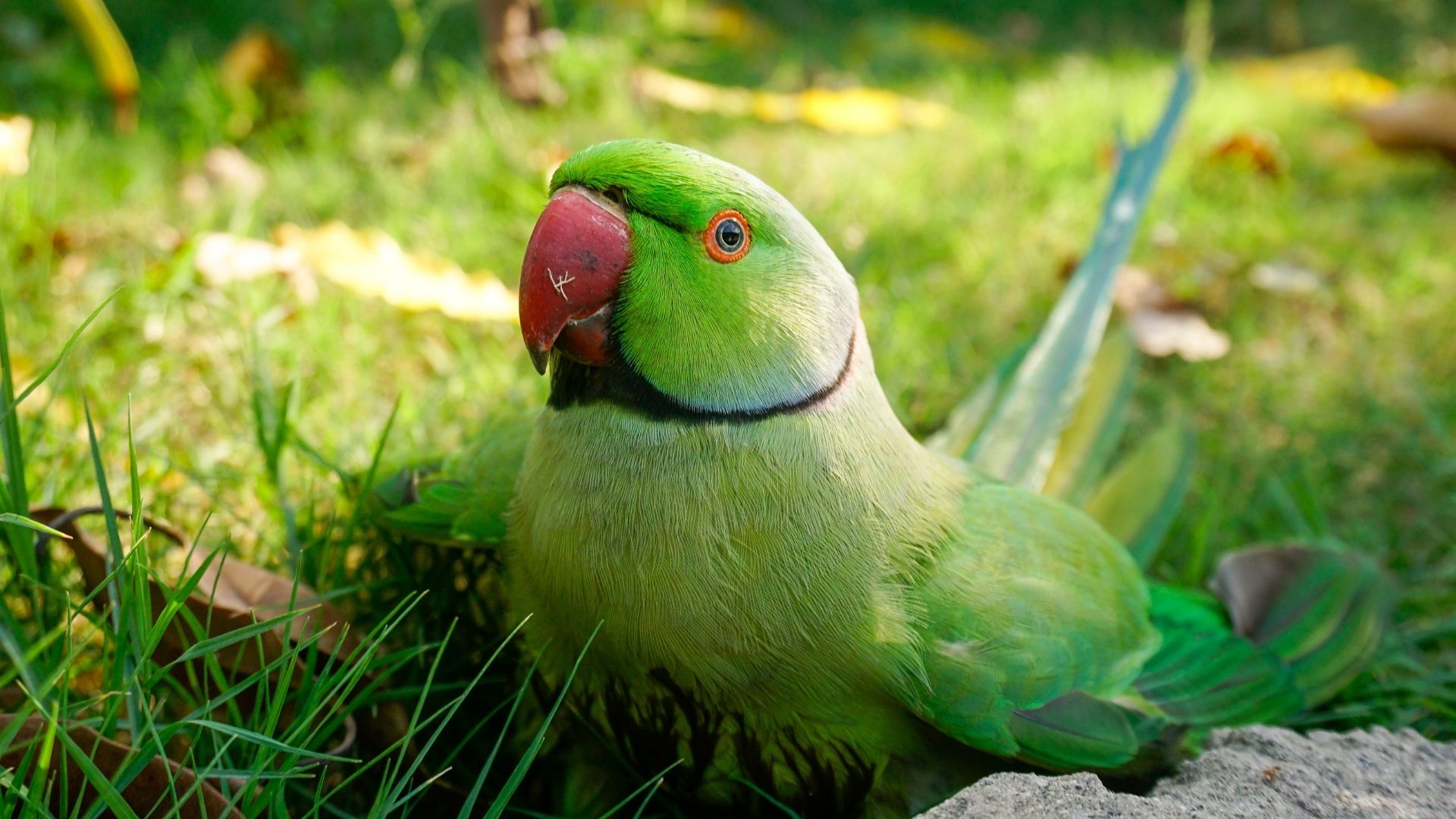Things You Didn’t Know About: Rose-ringed Parakeets