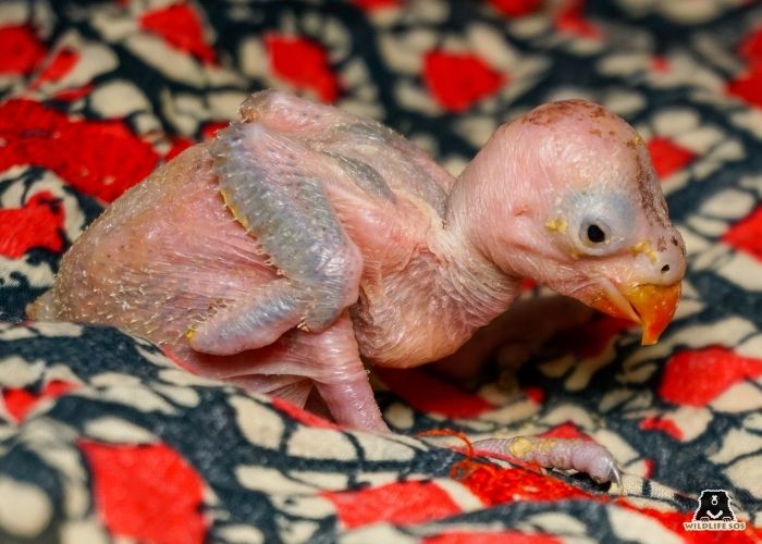 240407_Delhi_Kunal malhotra_Bird_Rose-ringParakeet Baby7
