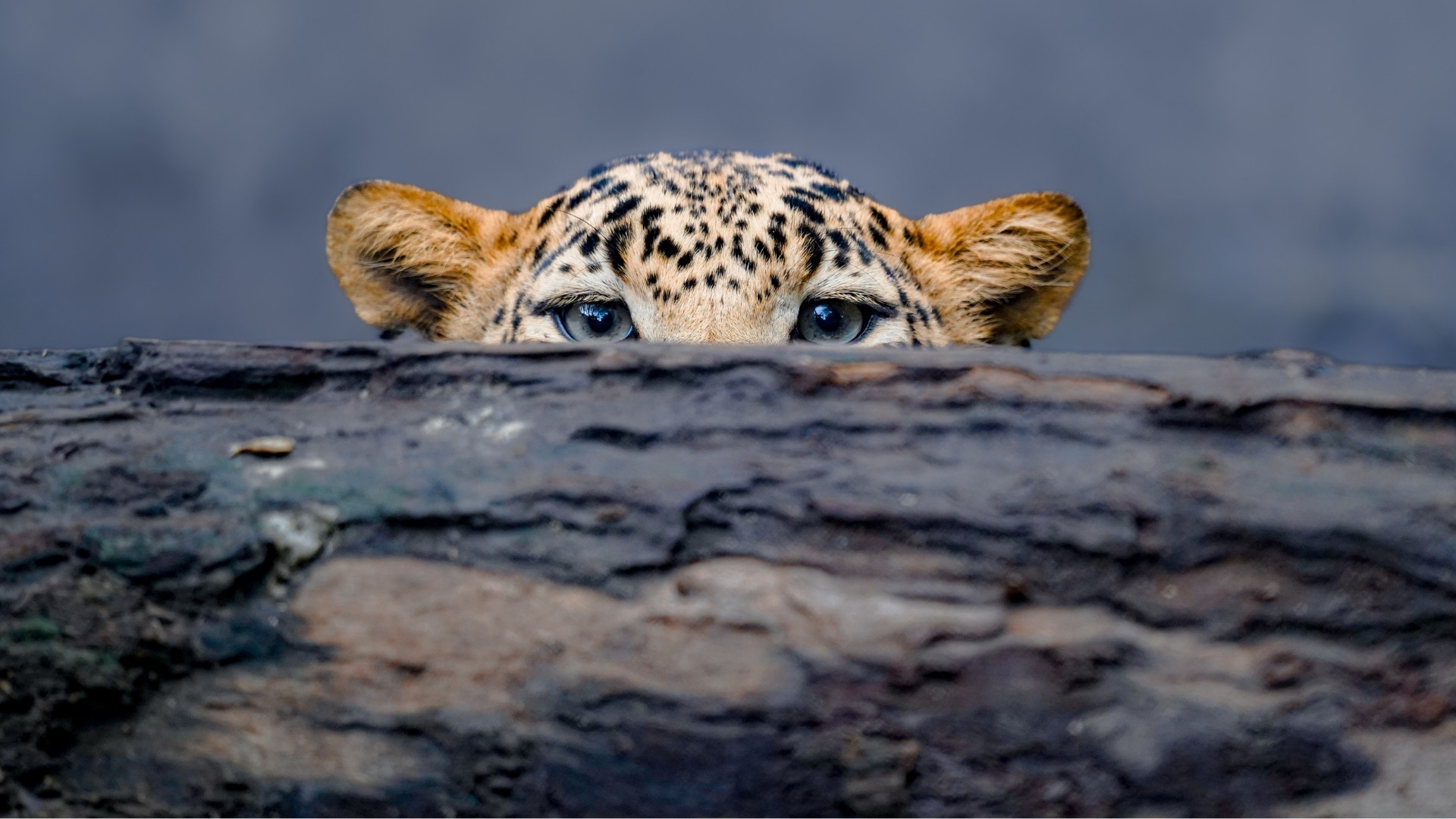 Things You Didn’t Know About: Leopards