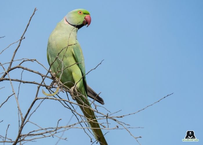 260321_EHC_CHINMOY SWARGIARY_BIRD_ROSE RINGED PAREEKET (4) (1)