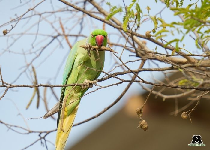 260321_EHC_VINEET SINGH_BIRD_ROSE RINGED_PARAKEET6