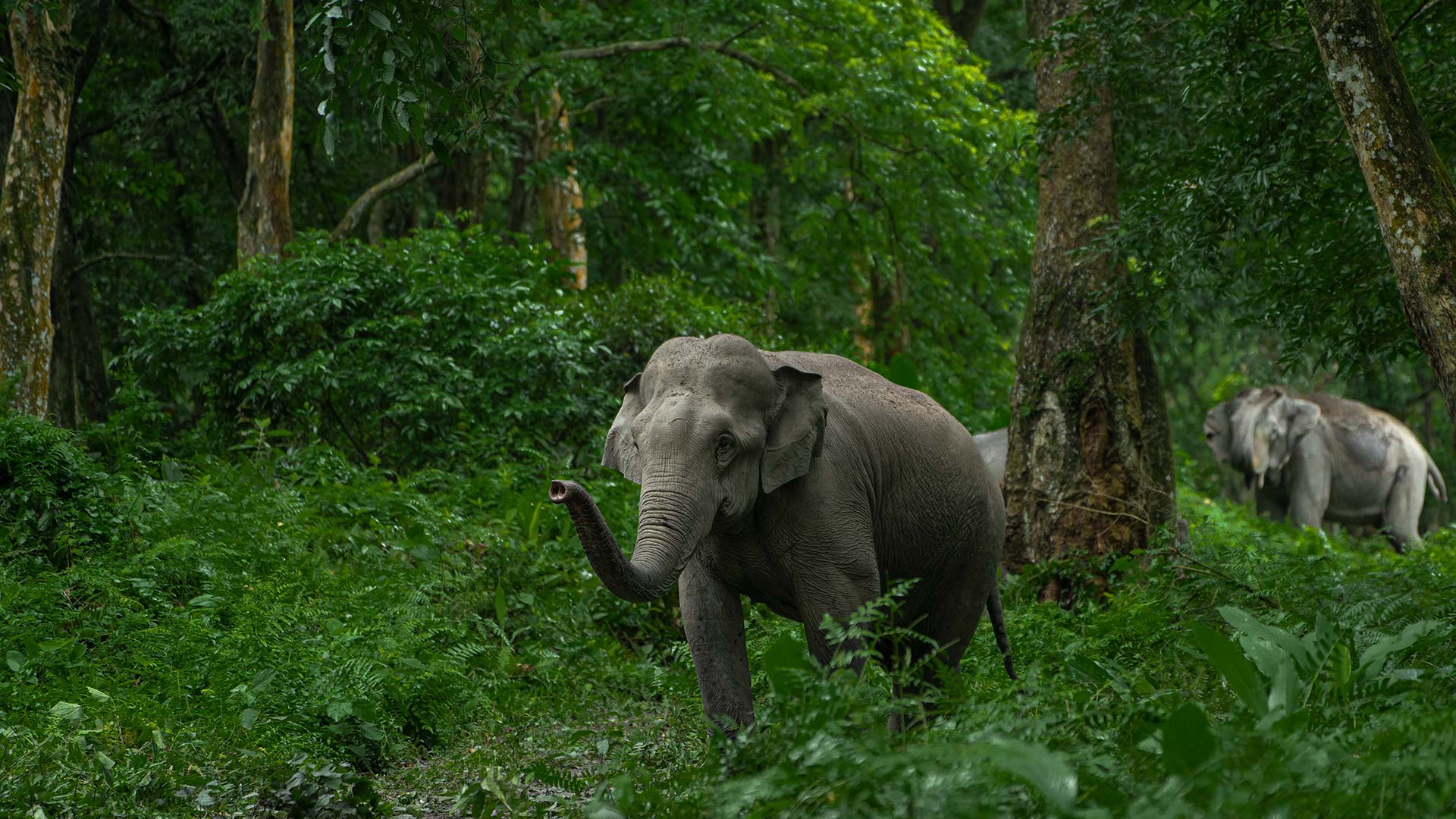 Op-Ed: Why Doesn’t Wildlife SOS Focus On Re-Wilding Captive Elephants?