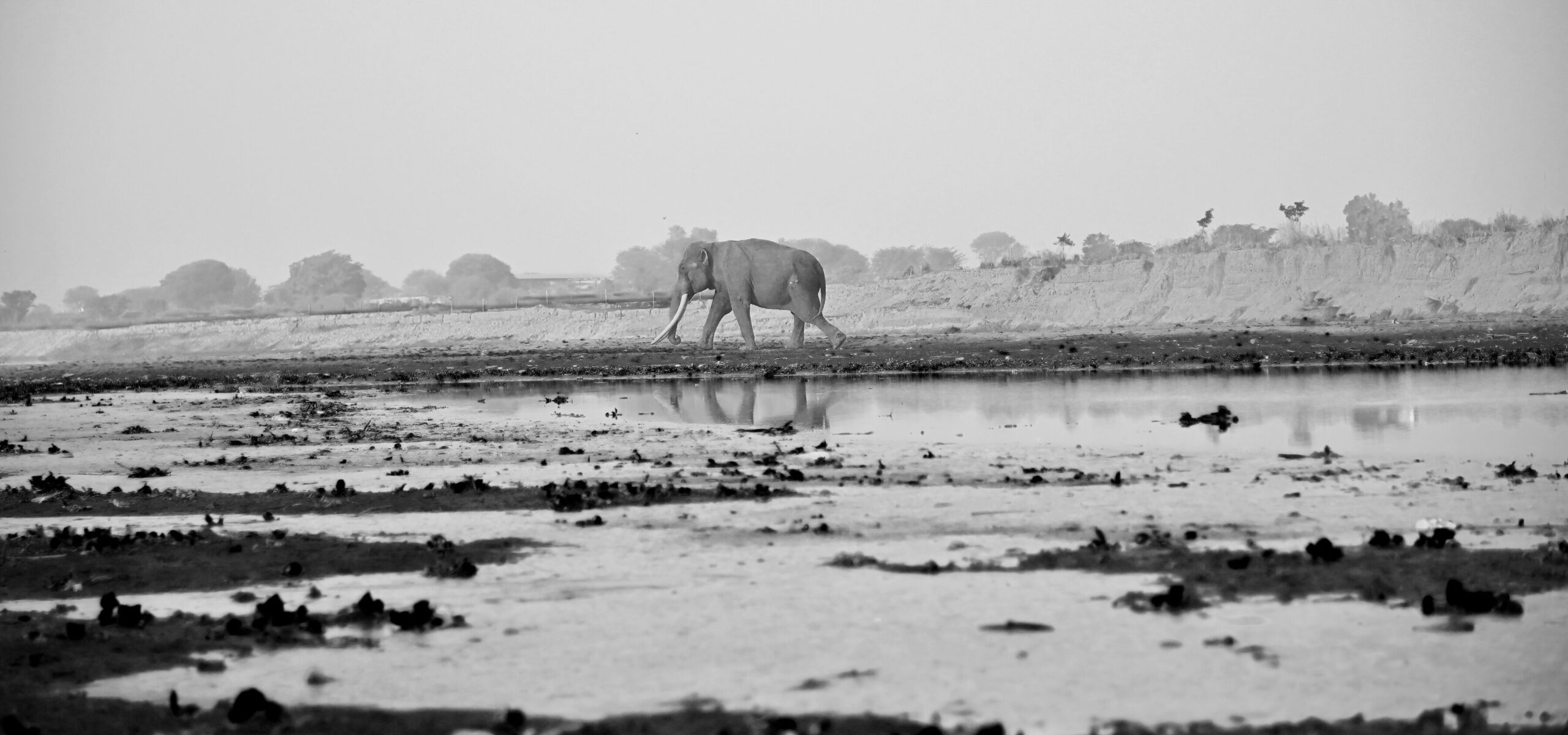 Elephant In The Room