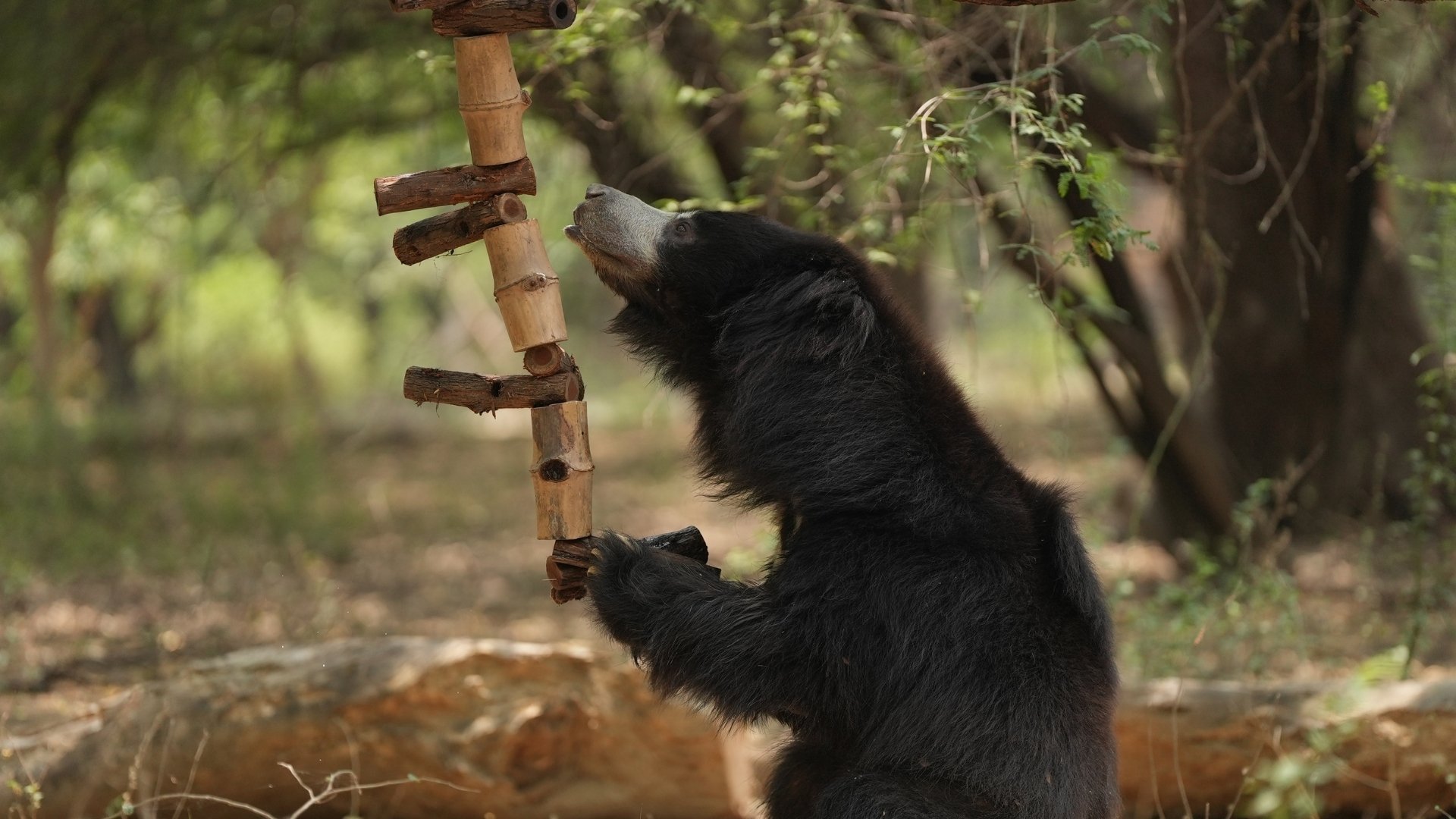 Bear Diary: Endless Energy Of Elvis!