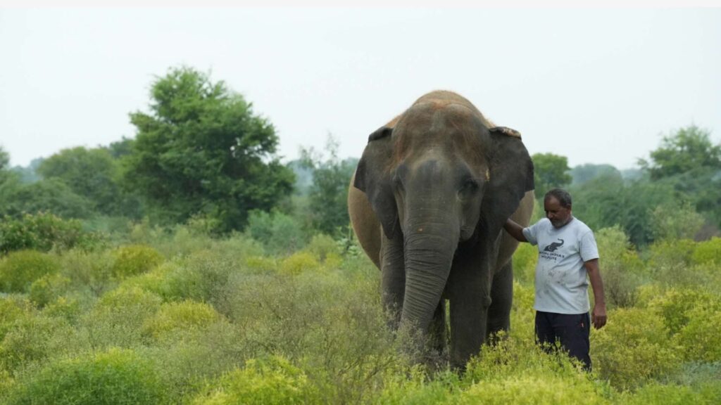 Paro with her caregiver