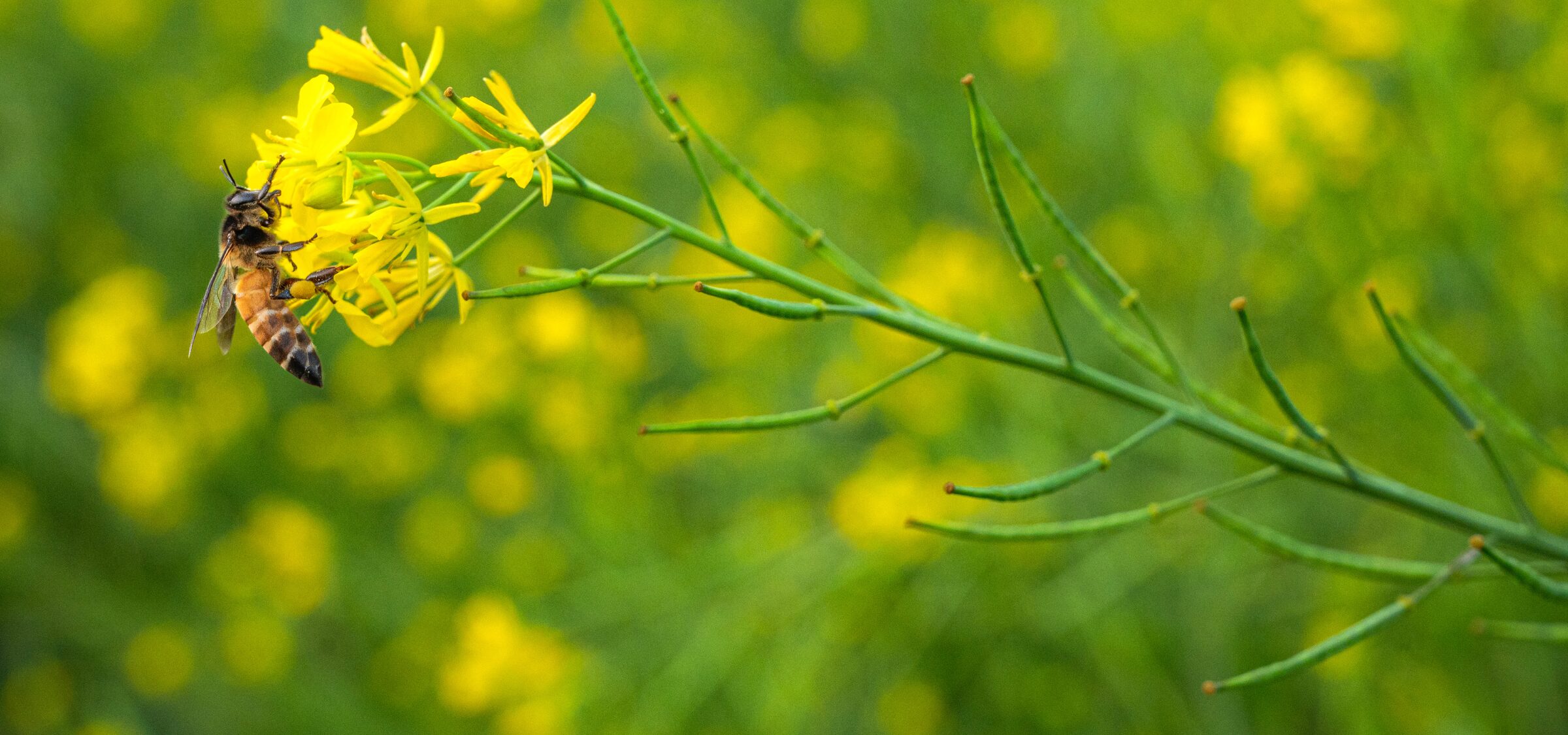 Things You Didn’t Know About: Bees
