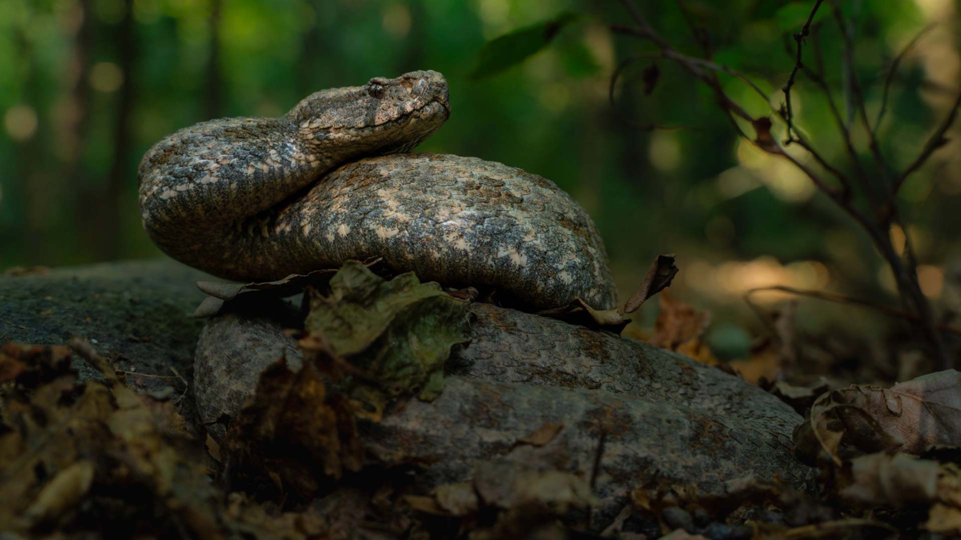 Understanding Levantine Vipers: A Conservation Effort in Kashmir