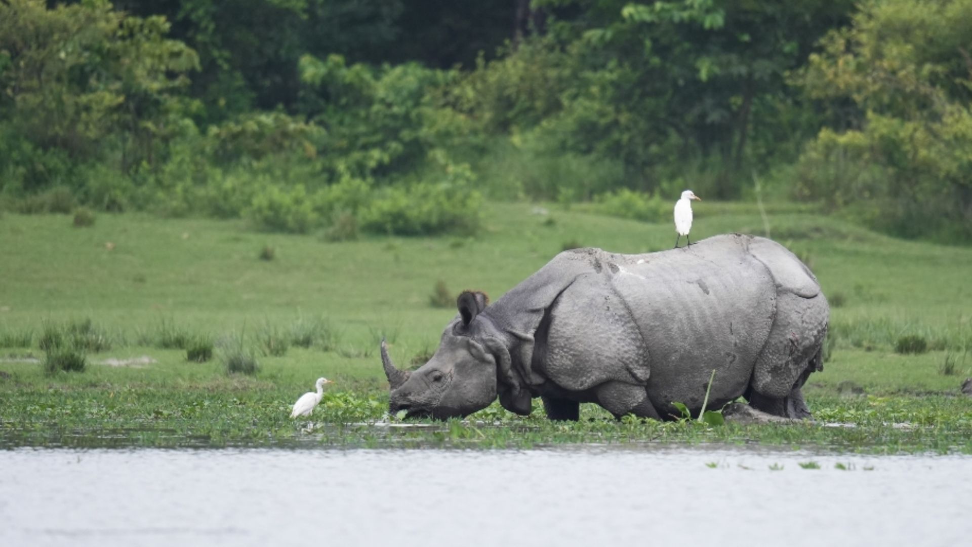 The Invisible Workforce: How Wild Animals Quietly Run Our World