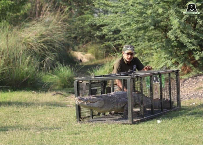 7-feet-croc rescue_Uttar Pradesh