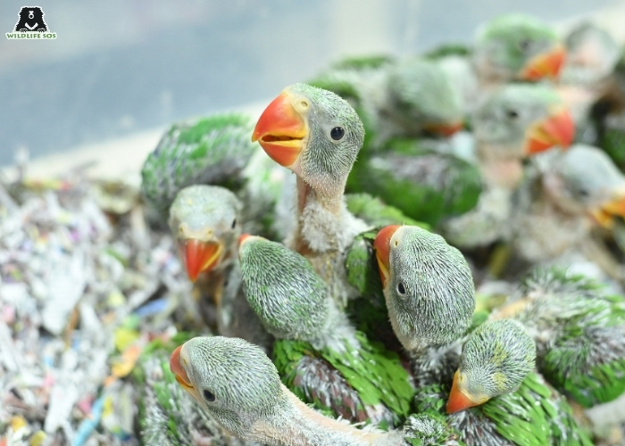 Baby Parrots_Suryoday Singh Mann